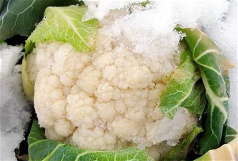 Можно ли замораживать тушеную капусту, как подготовить блюдо к хранению в морозилке, в чем хранить и сколько по времени?