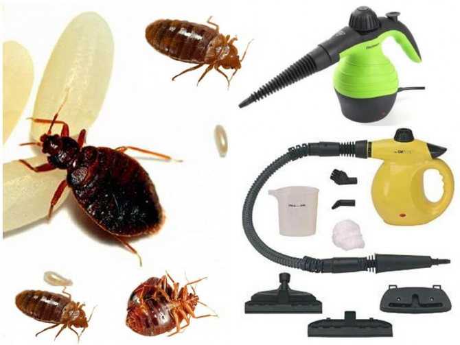 Поможет ли парогенератор избавиться от клопов в квартире, в мягкой мебели, действительно ли пар убивает насекомых, какой прибор лучше выбрать и как им пользоваться