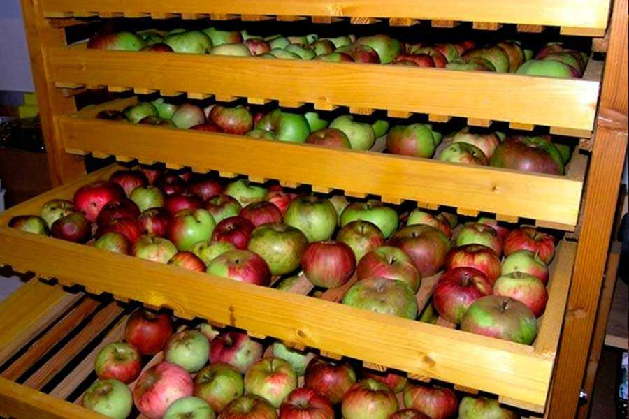 Когда снимать яблоки на хранение на зиму в 2021 году: благоприятные дни, как хранить