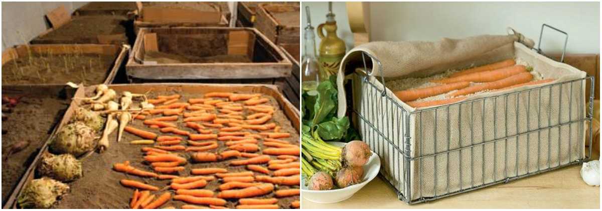 Хранение моркови в песке: сухой или влажный, в каком лучше сберегать на зиму в подвале и как всё сделать правильно? selo.guru — интернет портал о сельском хозяйстве
