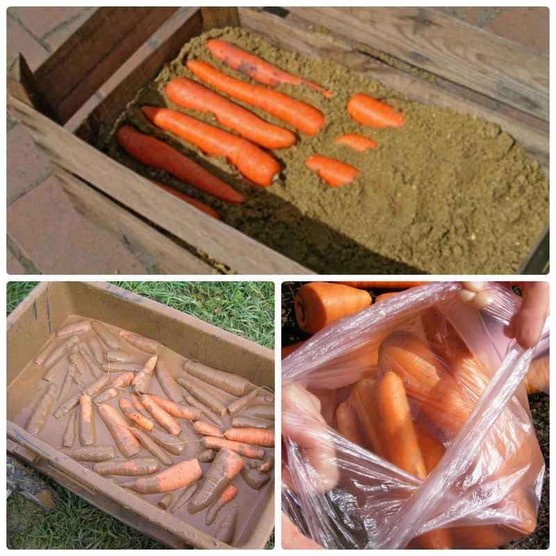 В этой статье расскажем о популярном способе хранения моркови в песке на зиму: можно ли и как правильно организовать условия, каким должен быть песчаный наполнитель - сухим или влажным, сколько по времени возможно хранить корнеплод