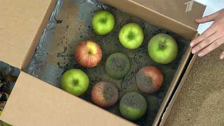 Хранение яблок на зиму в домашних условиях: как правильно сохранить до весны