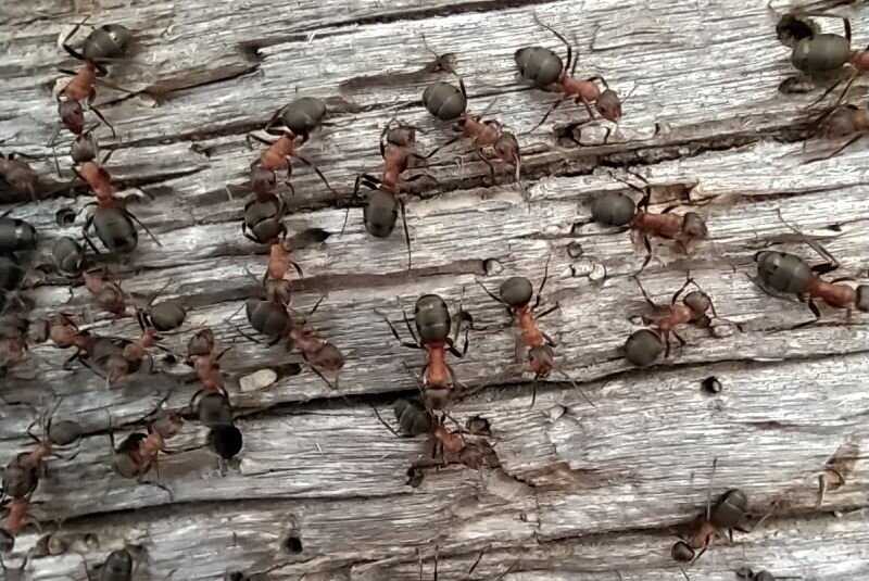 Если в доме, саду обитают колонии муравьев, хозяйки вынуждены принимать меры по их уничтожению С проблемой можно справиться народными методами или положиться