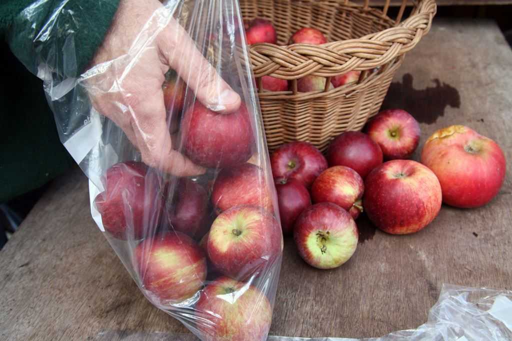 Длительное хранение яблок в погребе и квартире: как лучше сохранить яблоки свежими