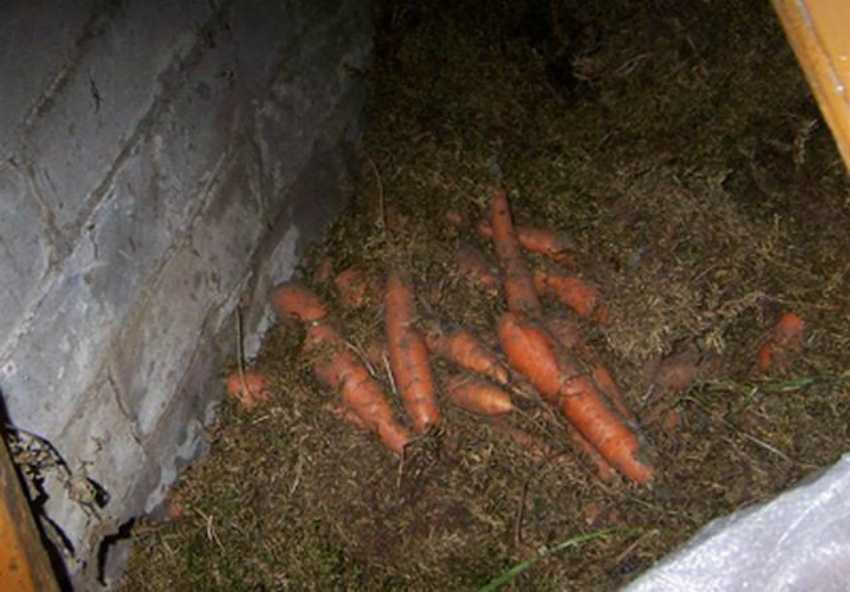 Хозяйкам на заметку: как подготовить морковь к хранению на зиму?