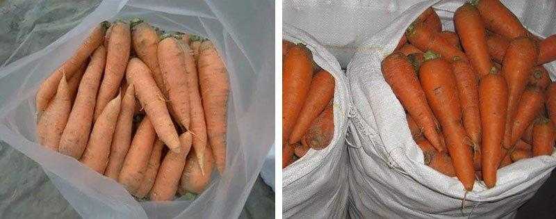 Хранение моркови в опилках на зиму: можно ли и как правильно хранить, каковы плюсы и минусы, отзывы дачников об этом методе?