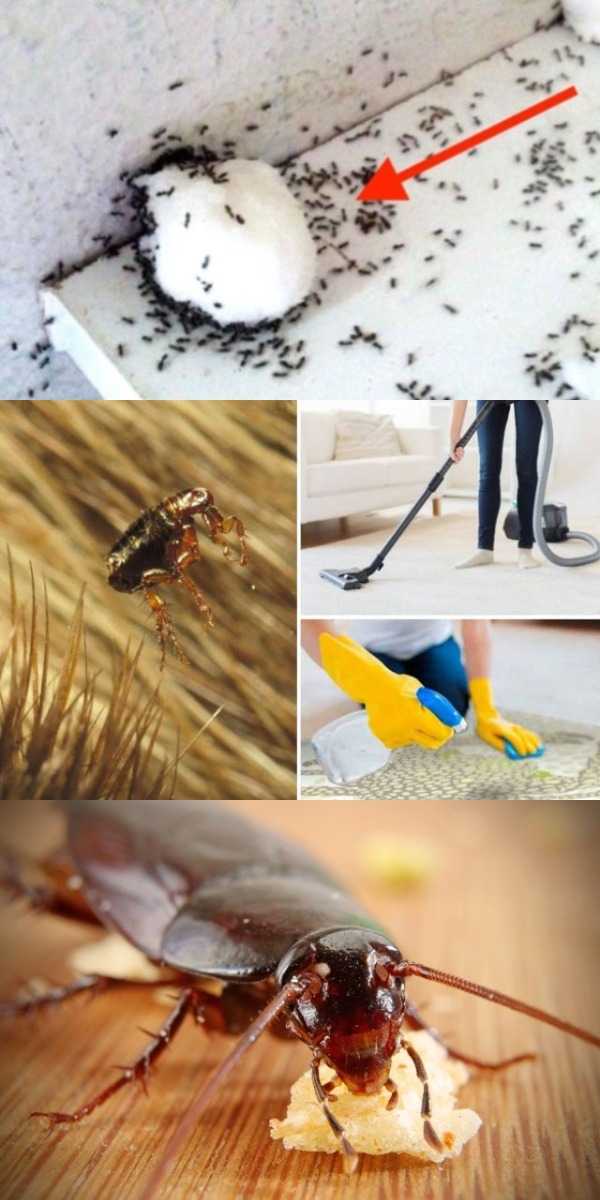 Неприятно делить жилплощадь с непрошеными гостями Избавиться от тараканов, отравляющих существование домочадцев, помогут проверенные рекомендации и дельные