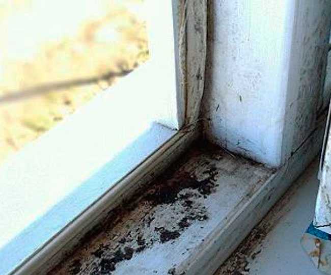 Плесень, грибок на деревянных, пластиковых окнах, откосах: причины, как убрать и предотвратить?