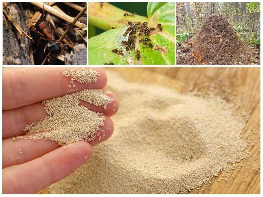 Как надолго и безопасно вывести муравьев с грядки и всего участка, помогут народные средства, безвредные для человека и почвы Решение проблемы по избавлению