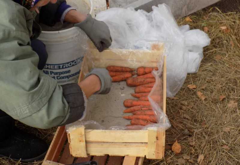 Как подготовить морковь к хранению на зиму: выбор места и тары, важные этапы подготовки урожая