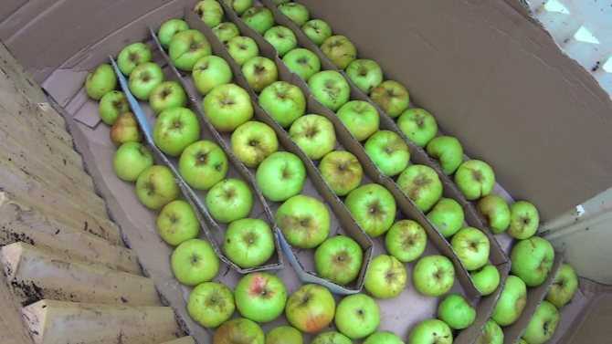 Как правильно хранить сушеные яблоки на зиму: где и в чем?