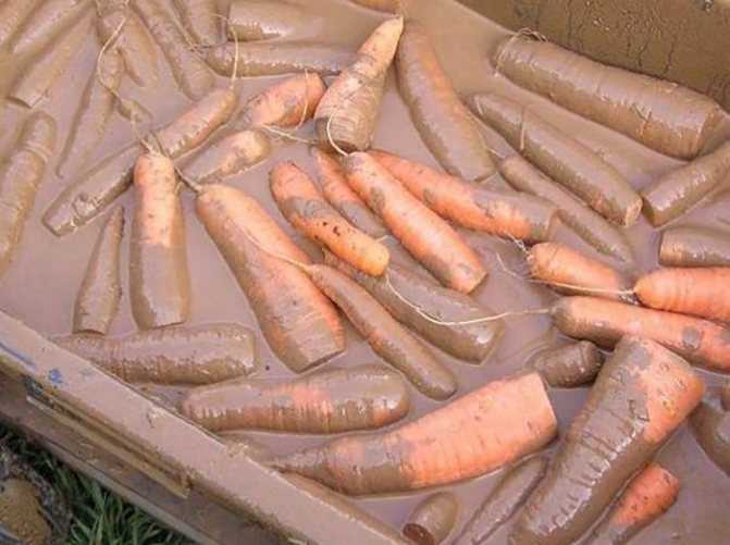 Как хранить морковь в погребе зимой: в пакетах, опилках, луковой шелухе… 8 разных способов.