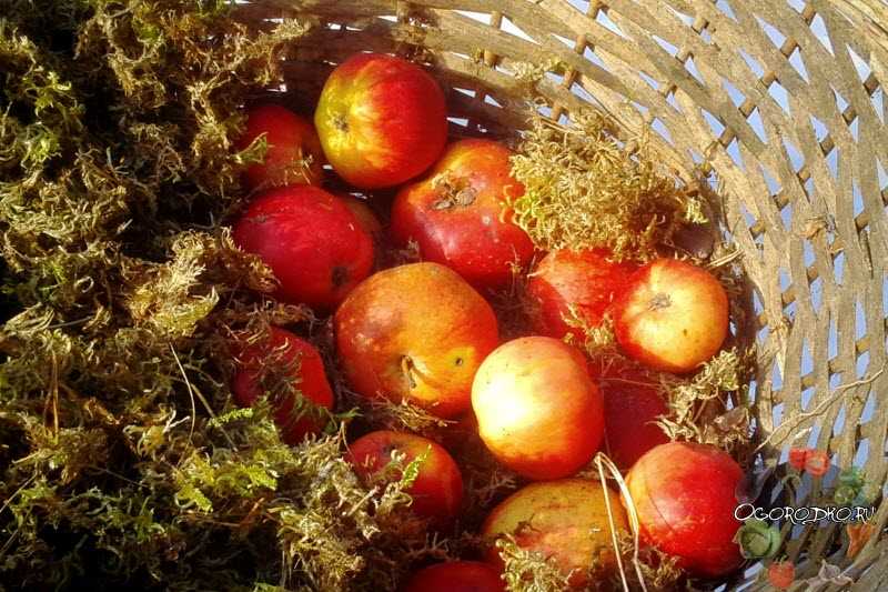Как сохранить яблоки до весны или даже до следующего урожая свежими – лучшие способы хранения