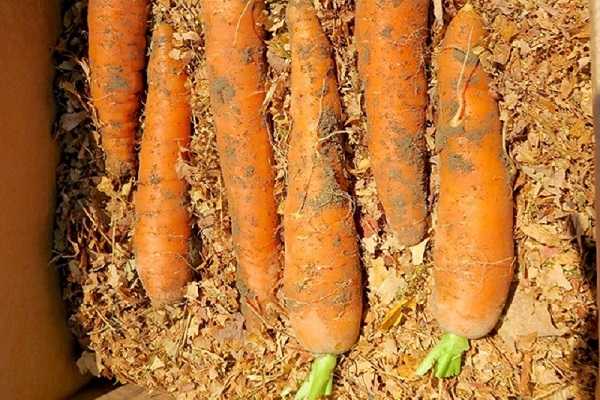 Как правильно хранить морковь в холодильнике и квартире: зимой и летом одним цветом